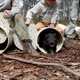 Tasmanian devils being released into the wild.